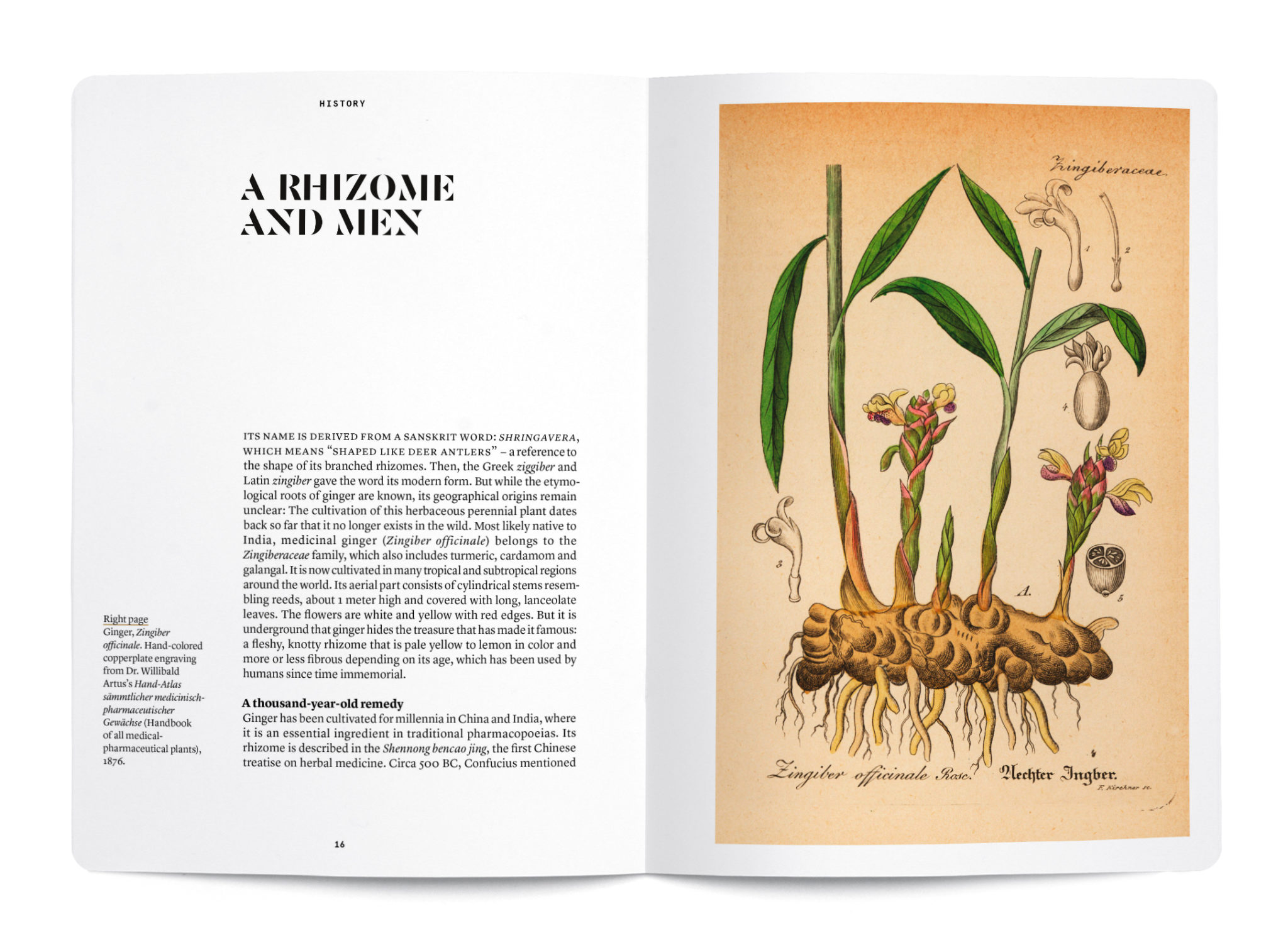 Ginger in perfumery - Collective – Image 2