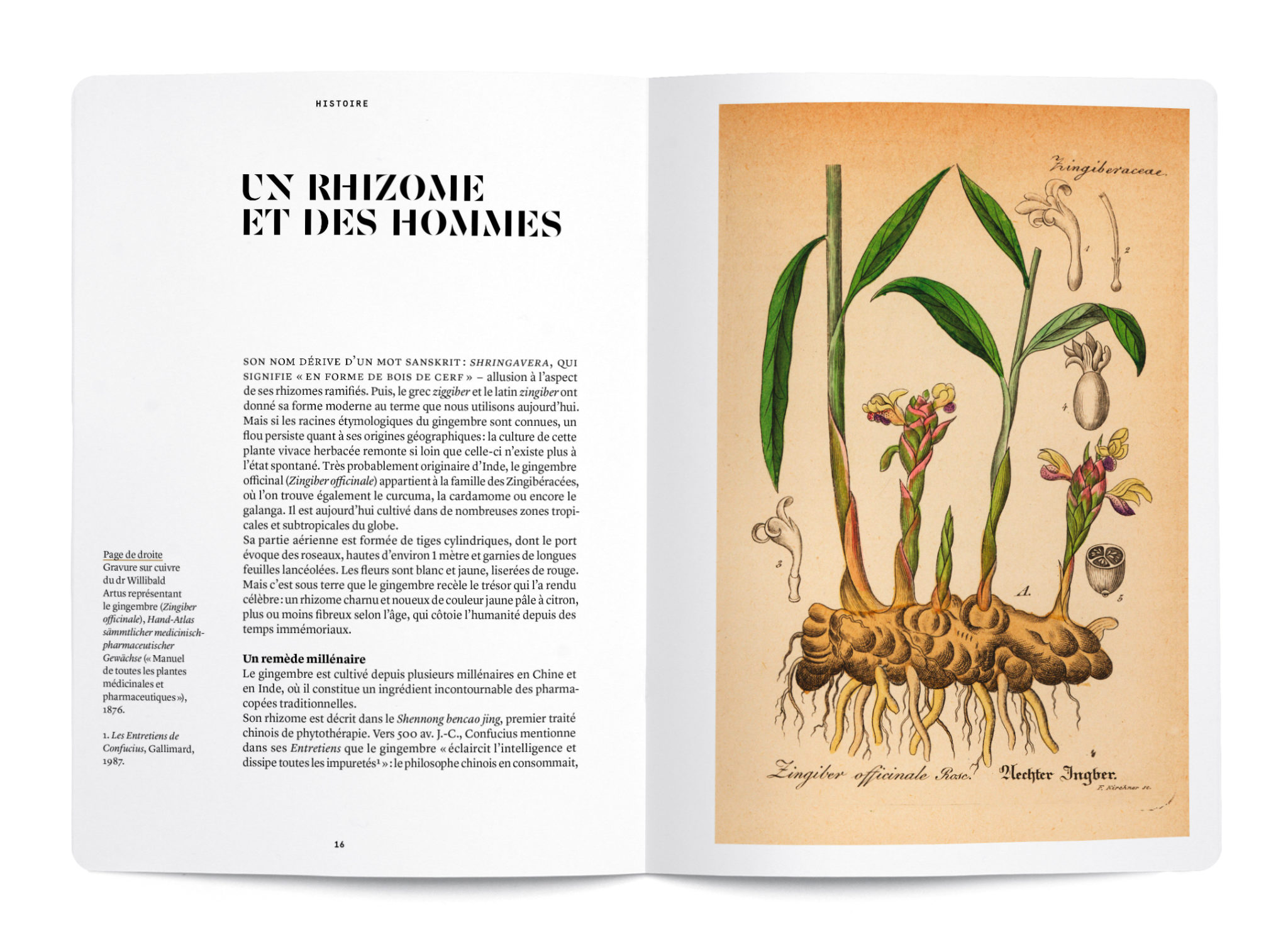 Le Gingembre en parfumerie - Collectif – Image 4