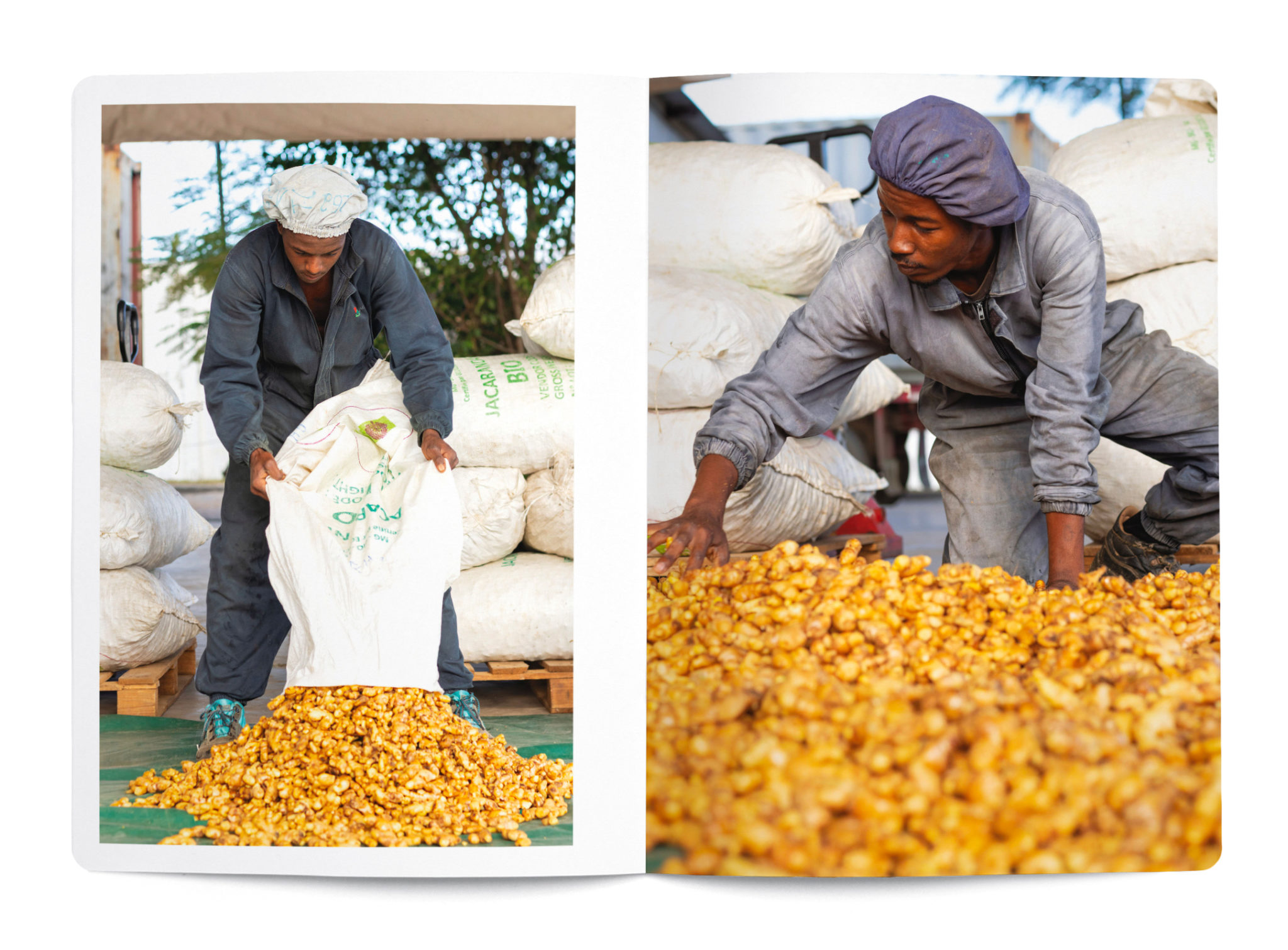 Le Gingembre en parfumerie - Collectif – Image 3