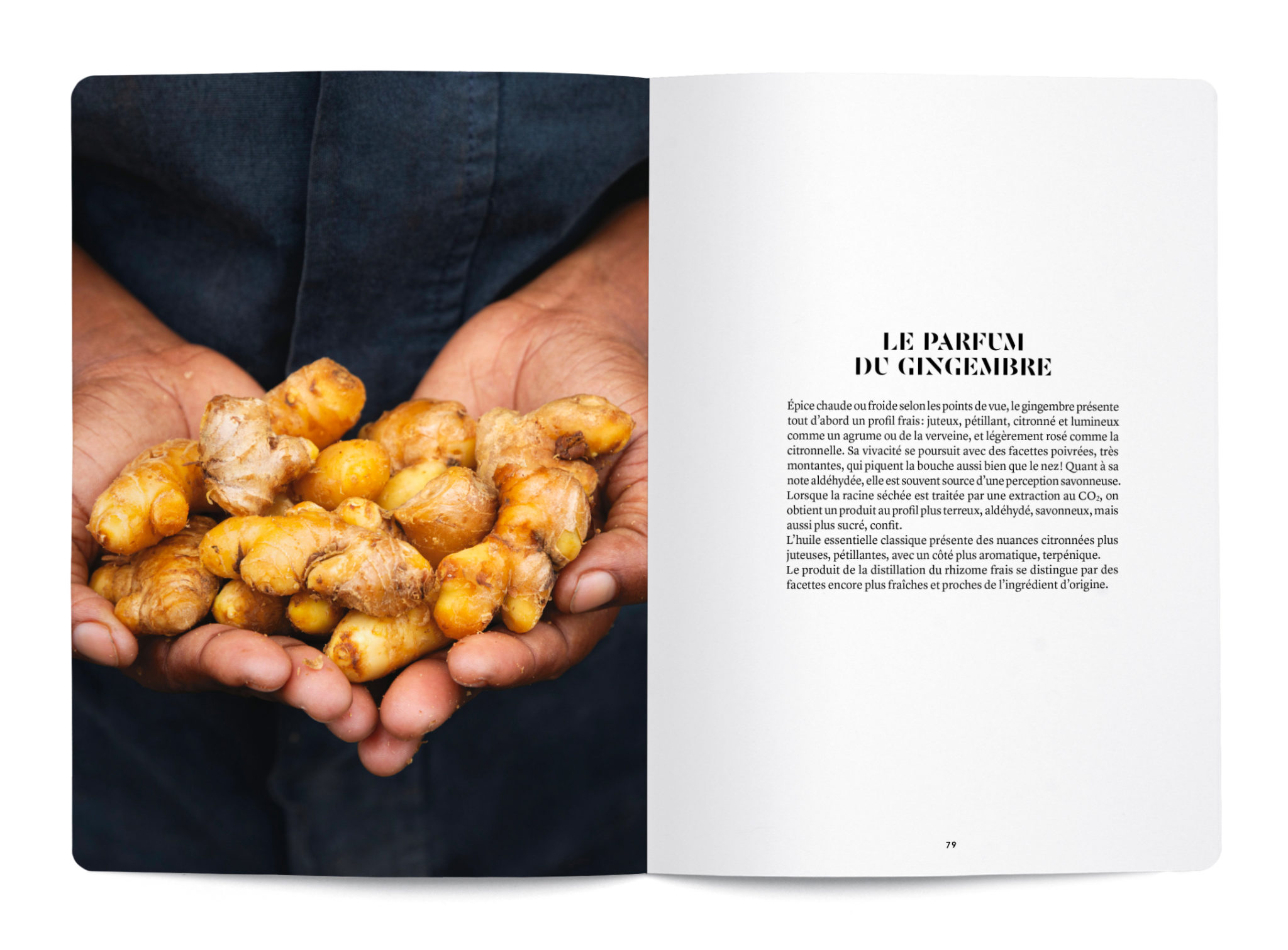 Le Gingembre en parfumerie - Collectif – Image 2