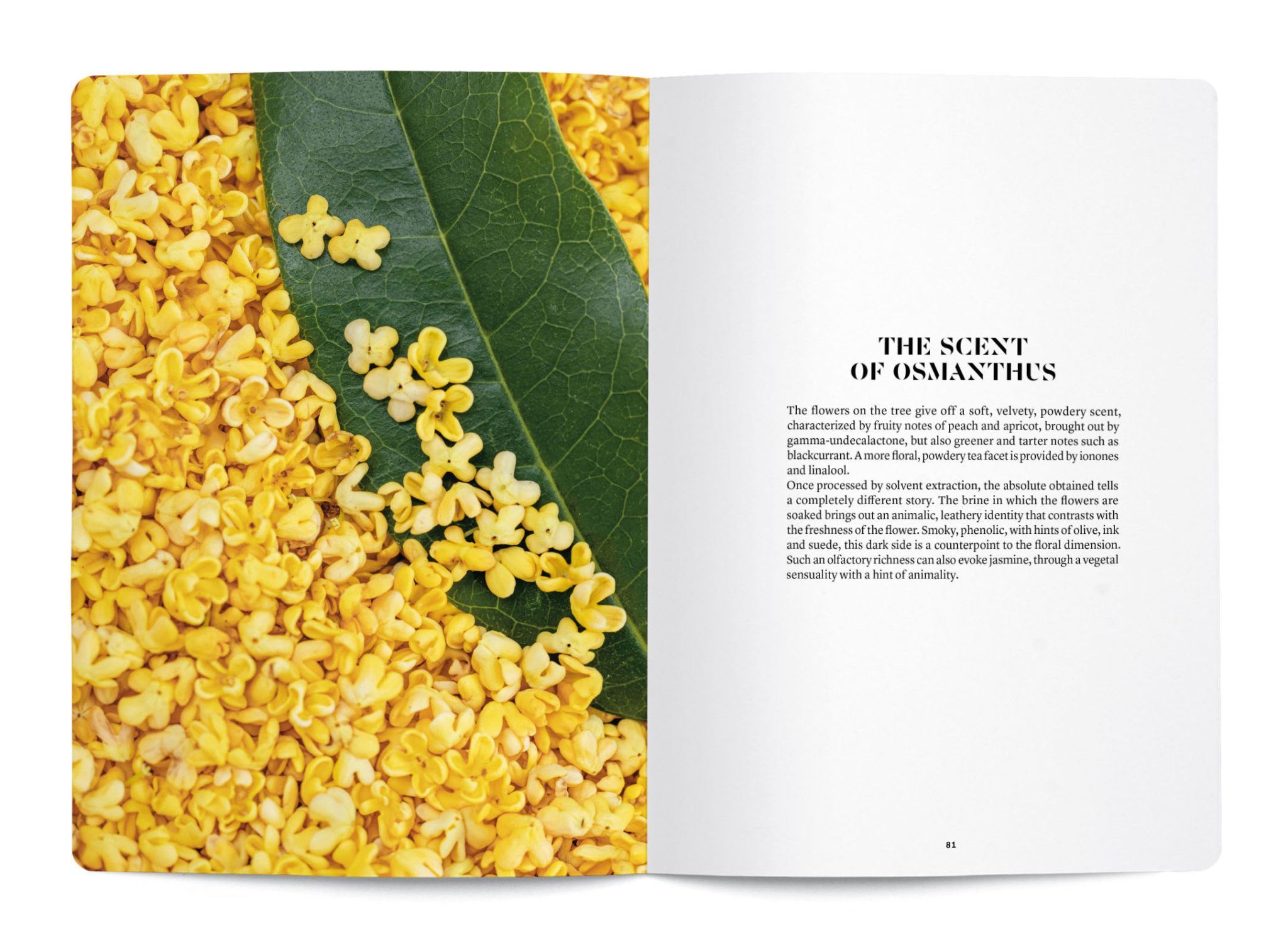 Osmanthus in perfumery - Collective – Image 2