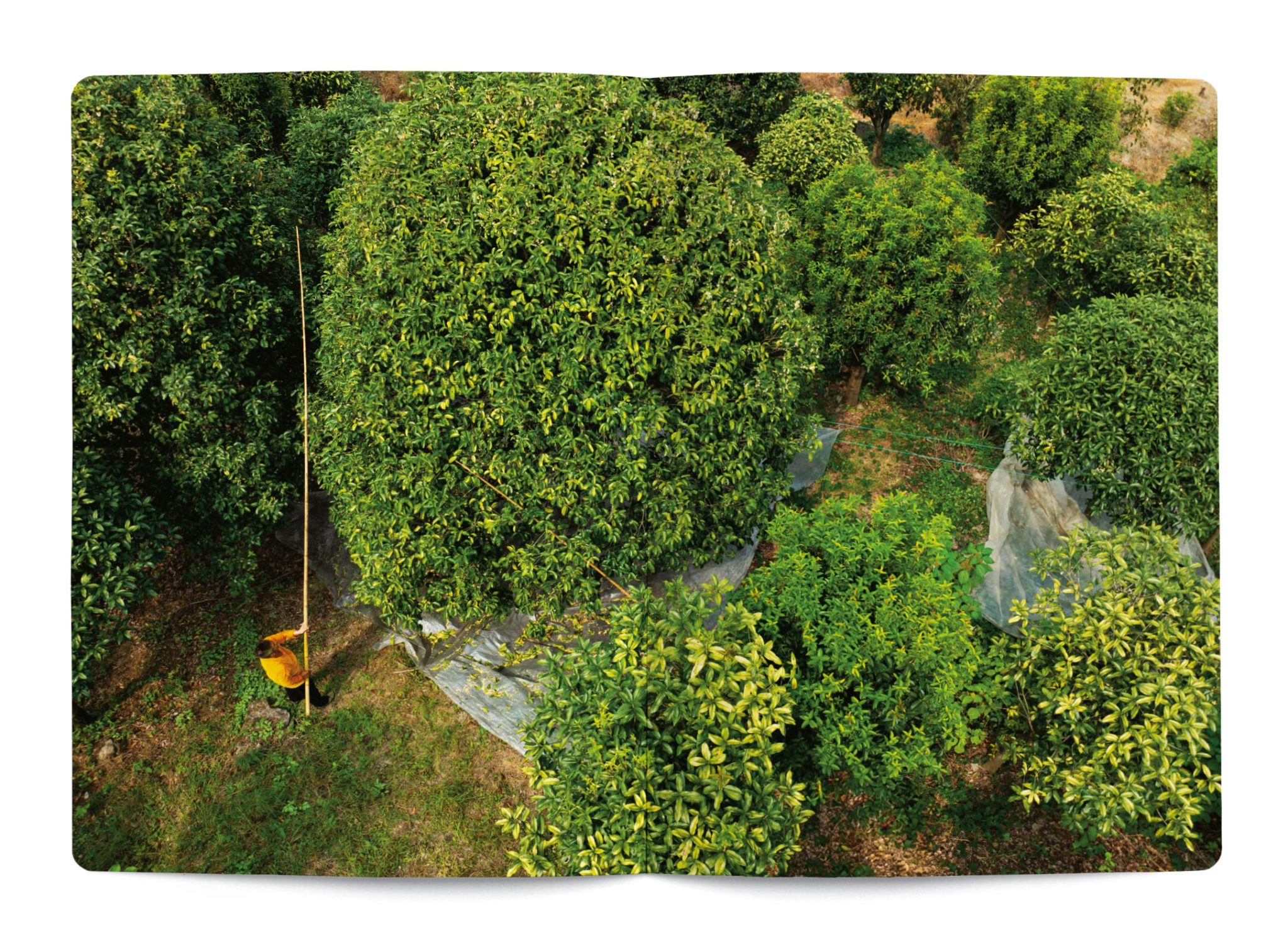 Osmanthus in perfumery - Collective – Image 4