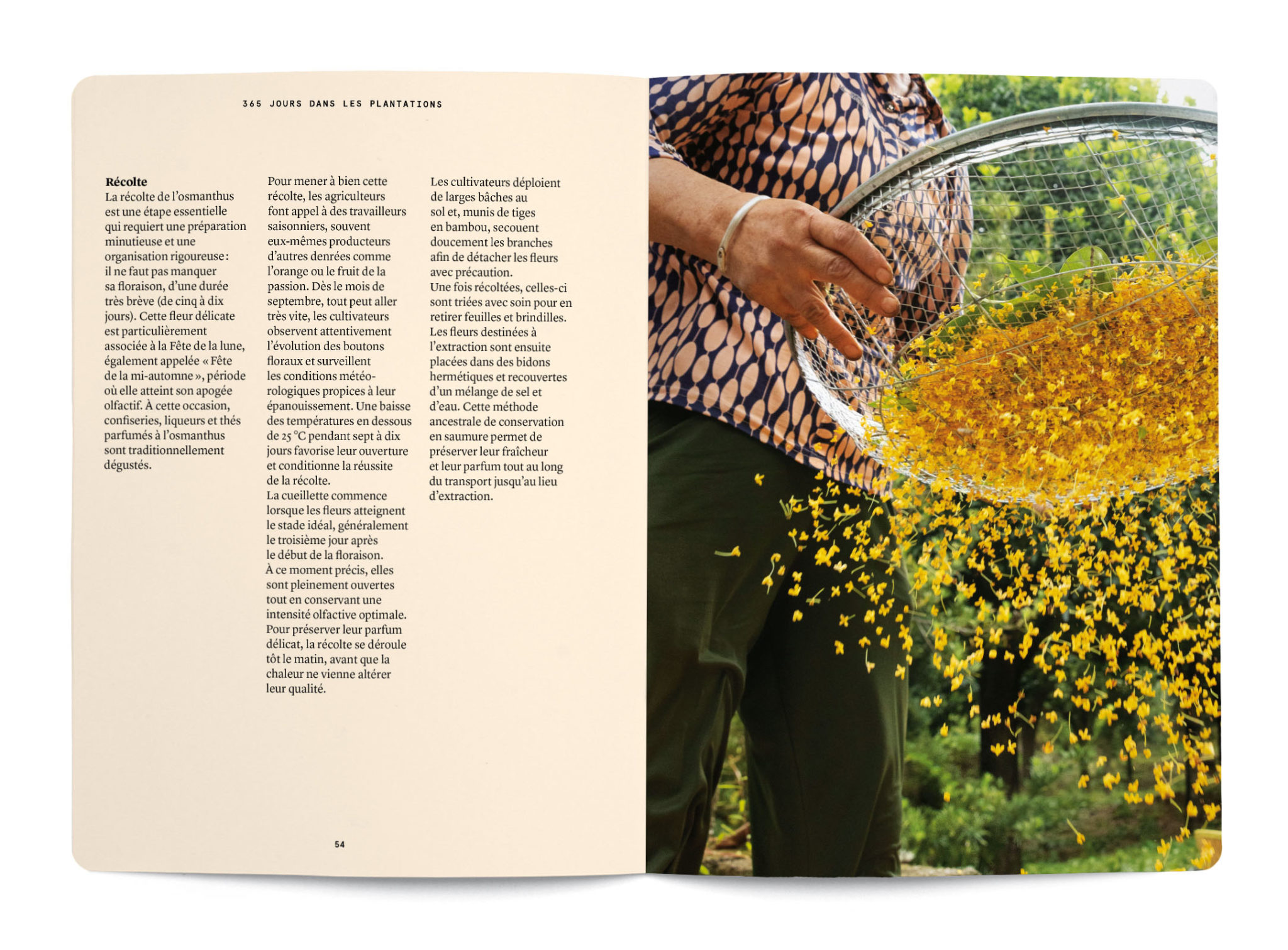 L'Osmanthus en parfumerie - Collectif – Image 4